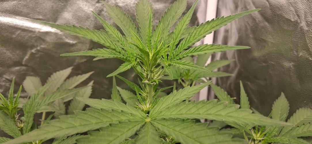 Triple G Good Genetix/cannacomunity. Week 4