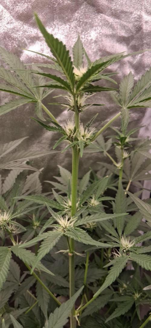 Triple G Good Genetix/cannacomunity. Week 4