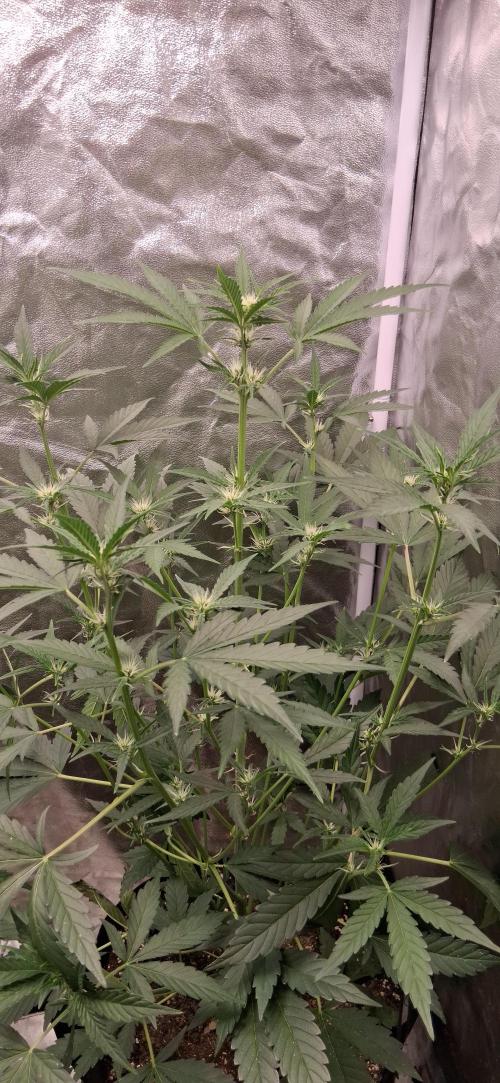Triple G Good Genetix/cannacomunity. Week 4