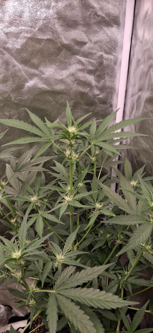 Triple G Good Genetix/cannacomunity. Week 4