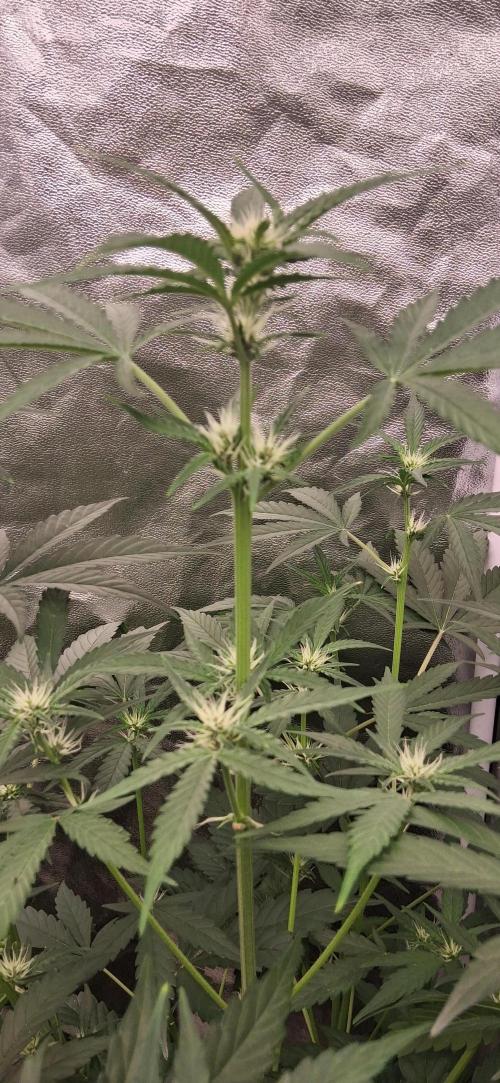 Triple G Good Genetix/cannacomunity. Week 4