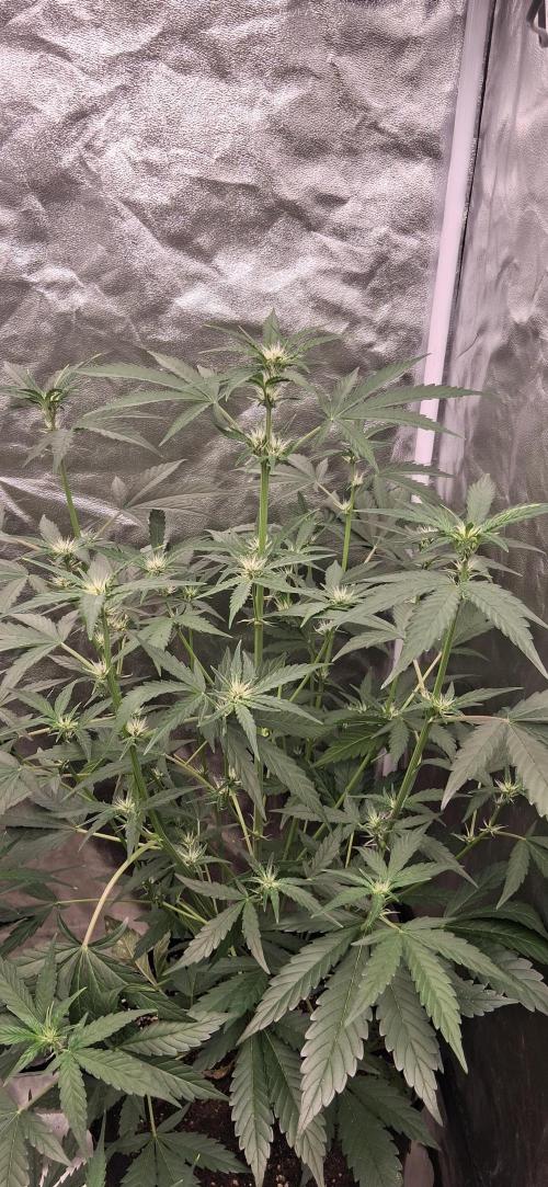 Triple G Good Genetix/cannacomunity. Week 4