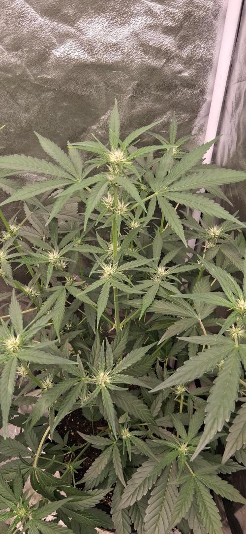 Triple G Good Genetix/cannacomunity. Week 4