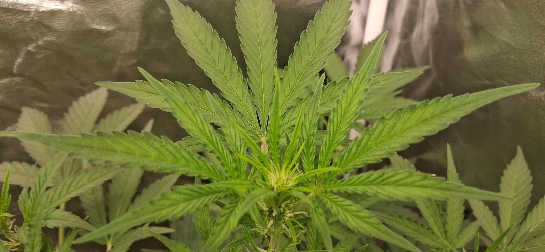Triple G Good Genetix/cannacomunity. Week 4