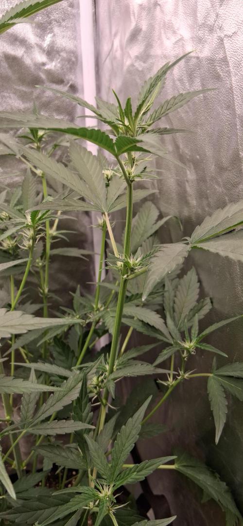 Triple G Good Genetix/cannacomunity. Week 4