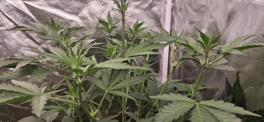 Triple G Good Genetix/cannacomunity. Week 4