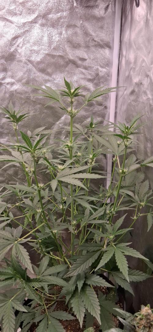 Triple G Good Genetix/cannacomunity. Week 4