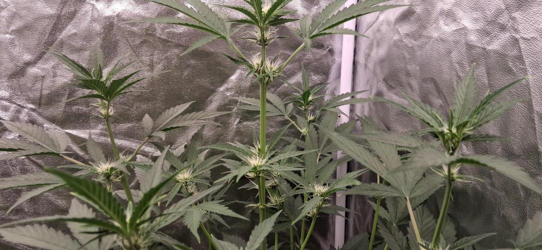 Triple G Good Genetix/cannacomunity. Week 4
