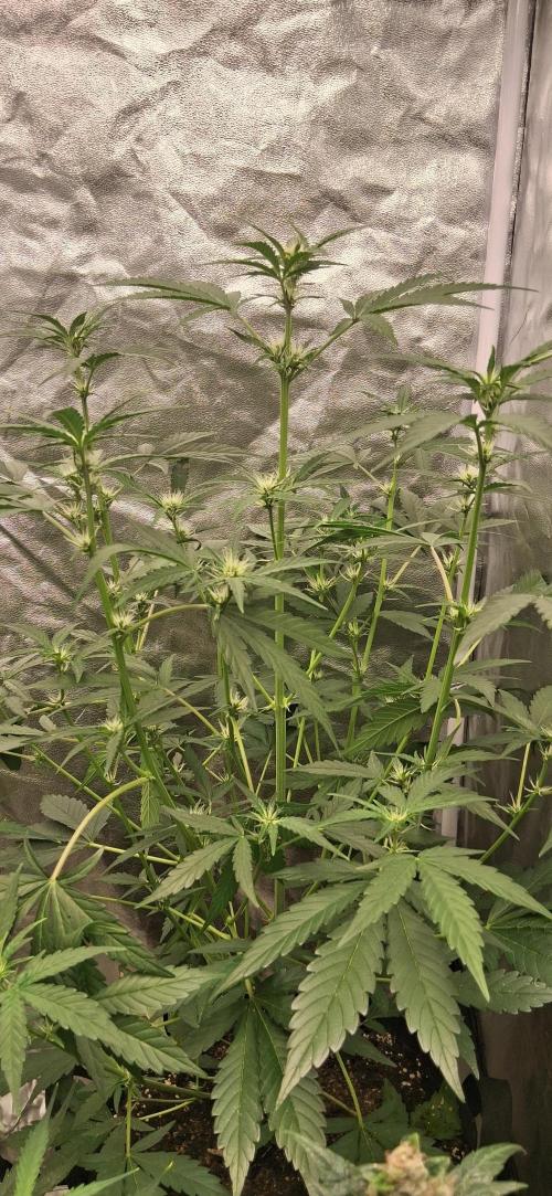 Triple G Good Genetix/cannacomunity. Week 4