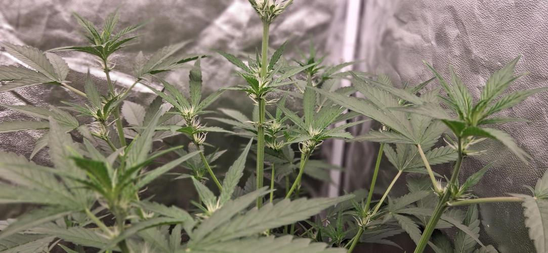 Triple G Good Genetix/cannacomunity. Week 4
