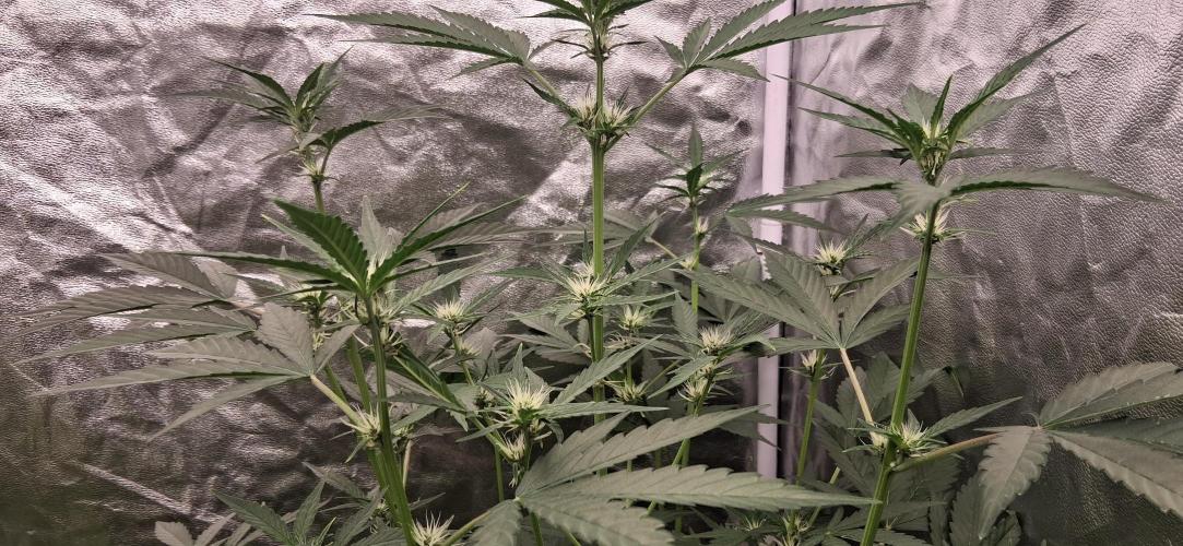 Triple G Good Genetix/cannacomunity. Week 4