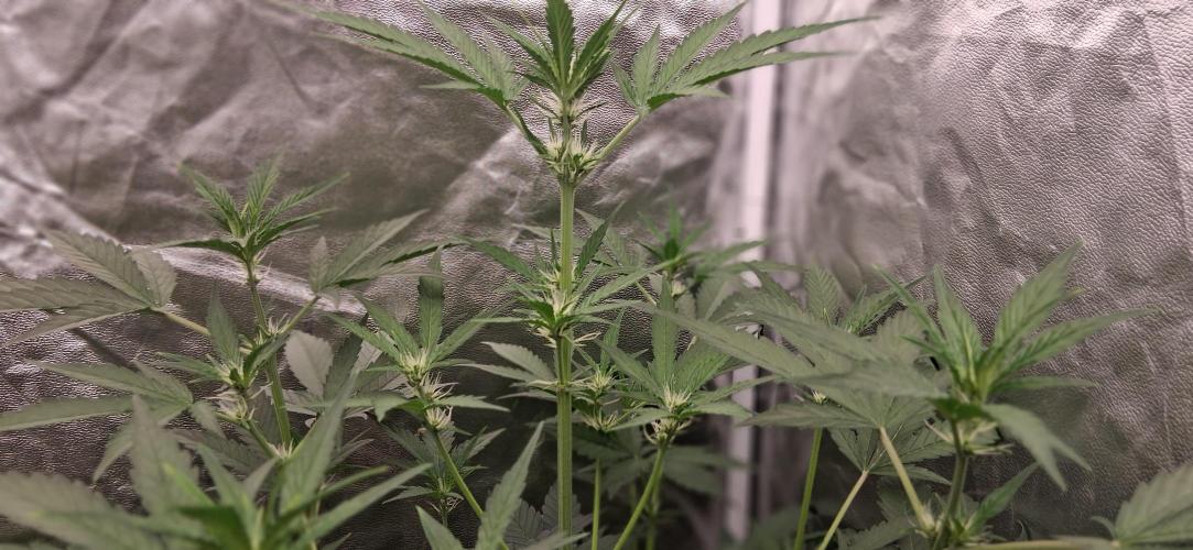 Triple G Good Genetix/cannacomunity. Week 4