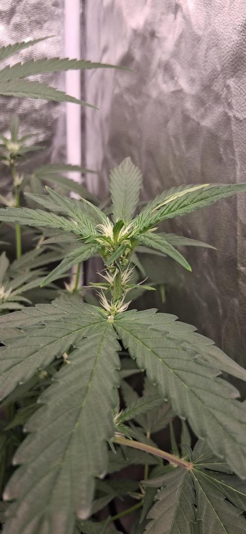 Triple G Good Genetix/cannacomunity. Week 4