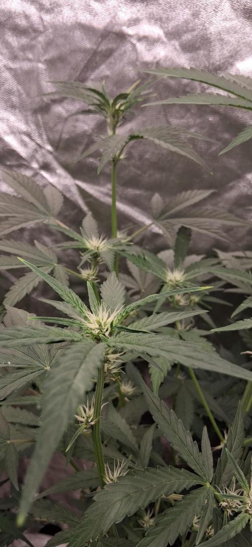 Triple G Good Genetix/cannacomunity. Week 4