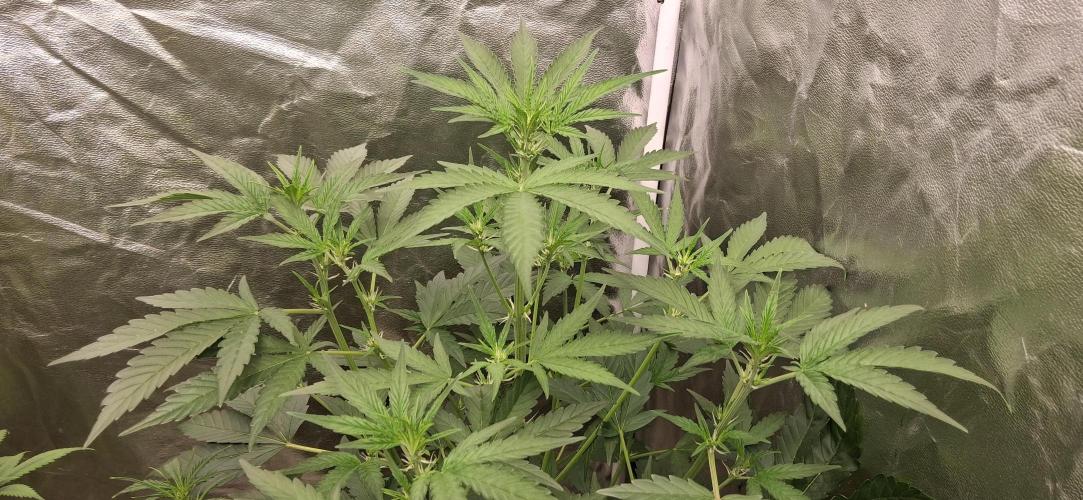 Triple G Good Genetix/cannacomunity. Week 4