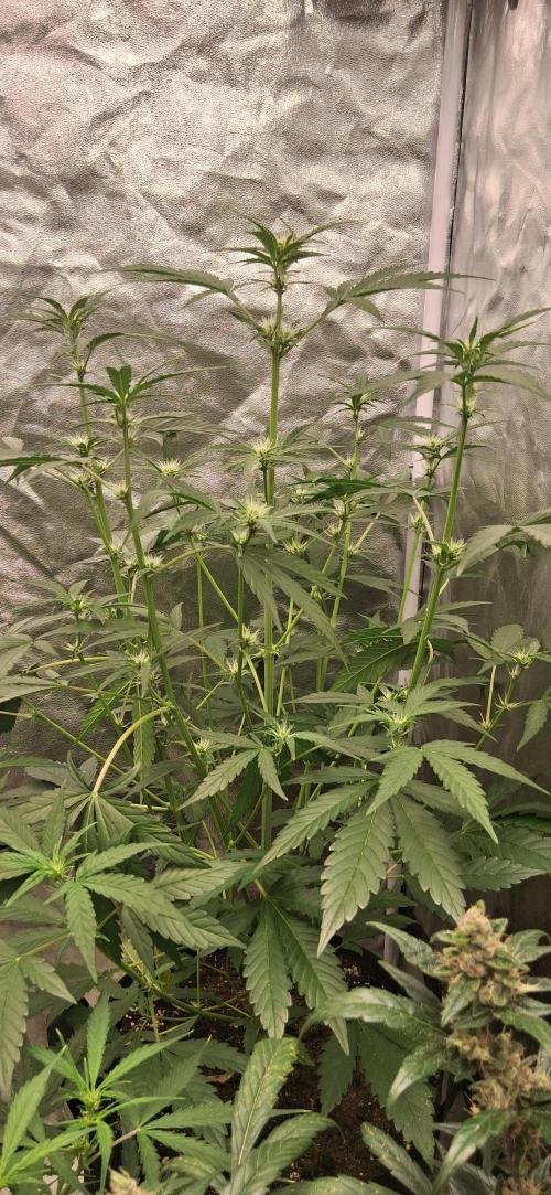 Triple G Good Genetix/cannacomunity. Week 4