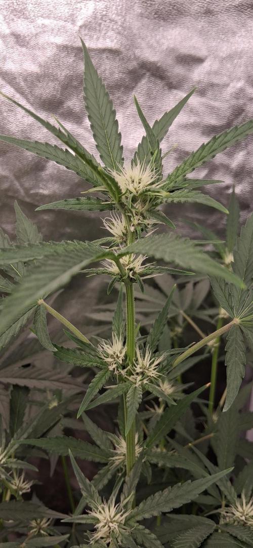 Triple G Good Genetix/cannacomunity. Week 4