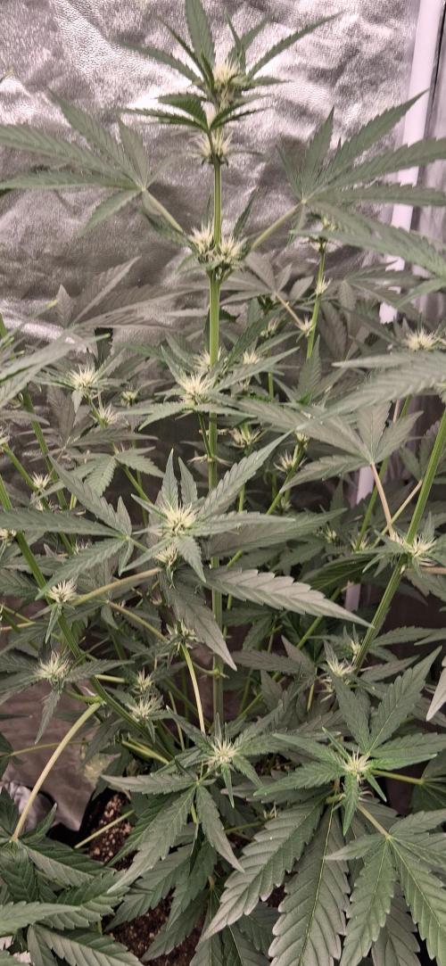 Triple G Good Genetix/cannacomunity. Week 4