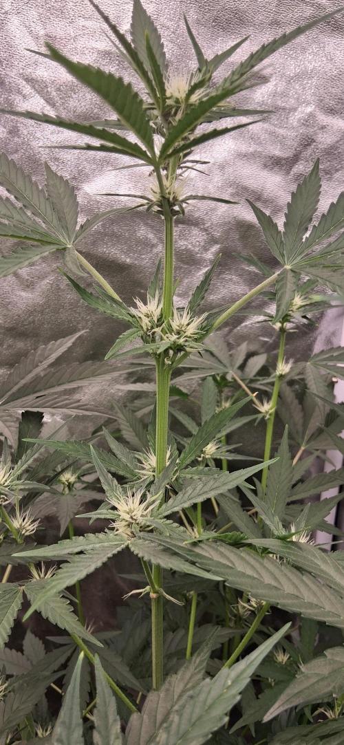 Triple G Good Genetix/cannacomunity. Week 4