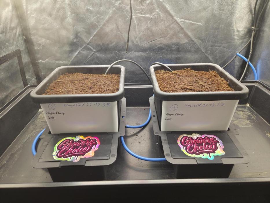 frozen cherry runtz. Week 0 - Frozen cherry runz