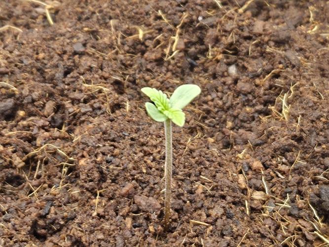 frozen cherry runtz. Week 1