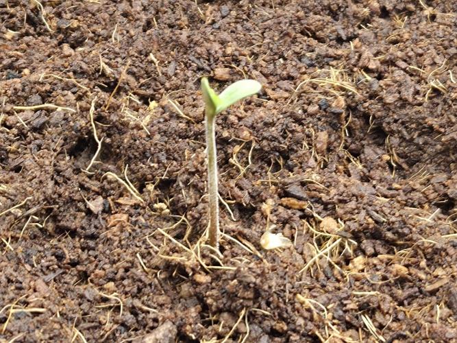 frozen cherry runtz. Week 1