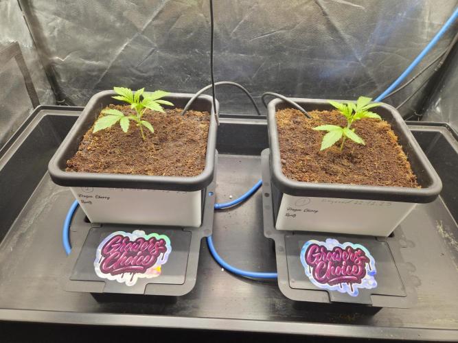 Grower choice frozen cherry runtz. Week 2