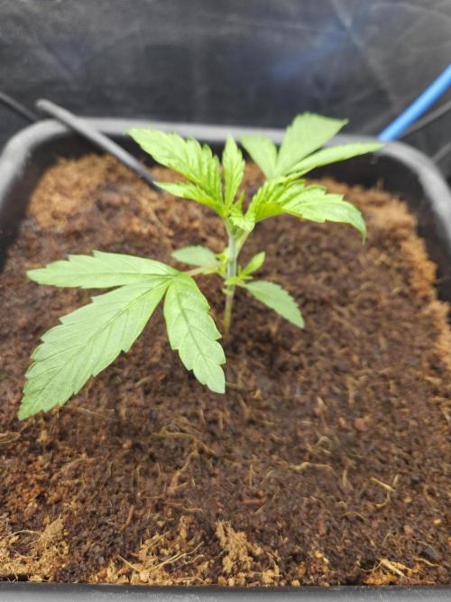 Grower choice frozen cherry runtz. Week 2