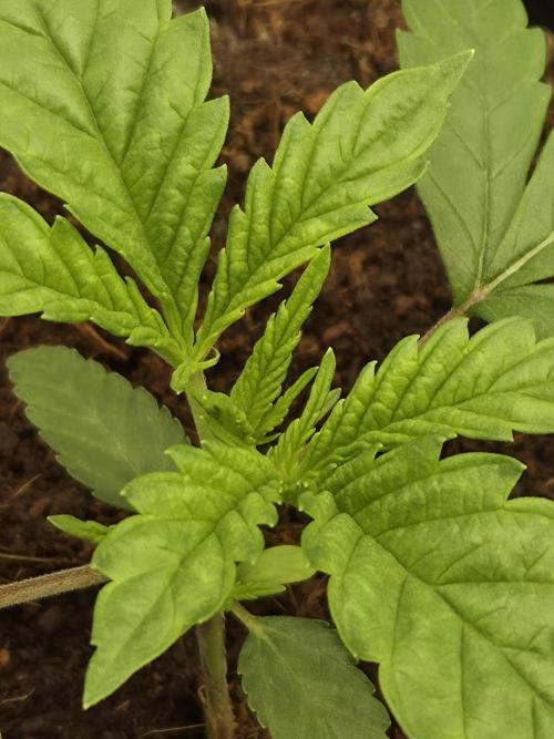 Grower choice frozen cherry runtz. Week 2