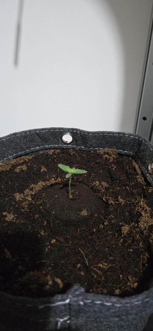 Indoor Vgrow Grape Pop Rocks Autoflower. Week 0