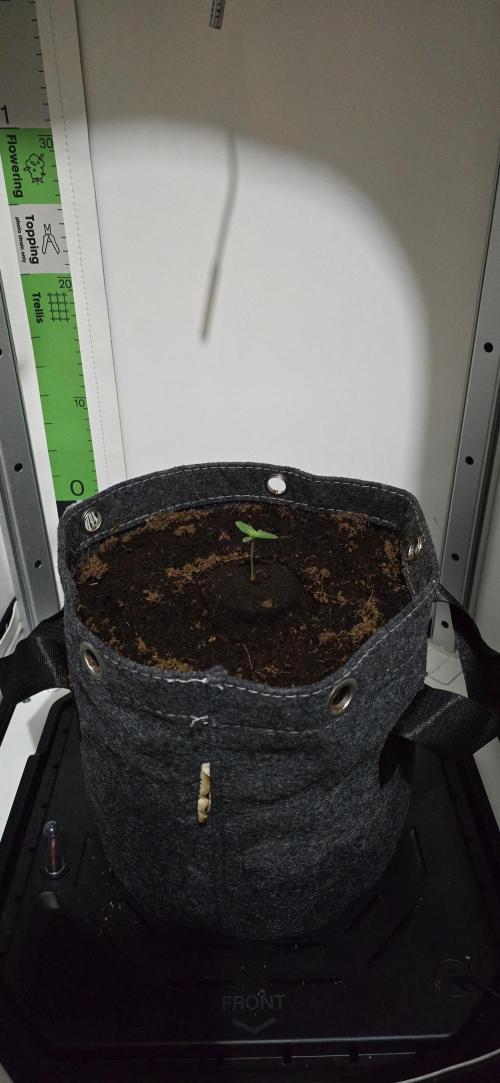 Indoor Vgrow Grape Pop Rocks Autoflower. Week 0