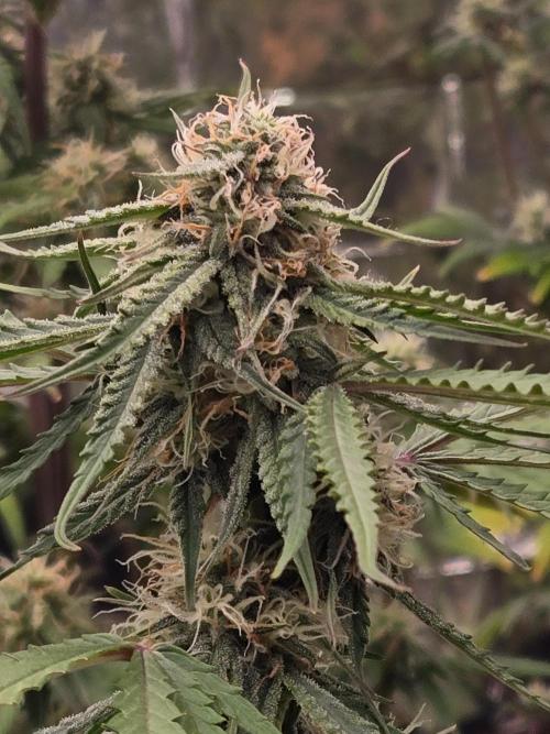 I made mistakes I know. Week 7