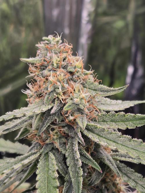 I made mistakes I know. Week 7