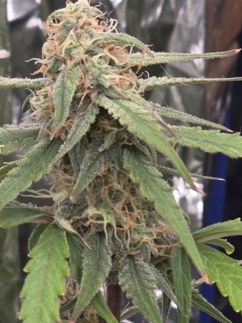 I made mistakes I know. Week 7