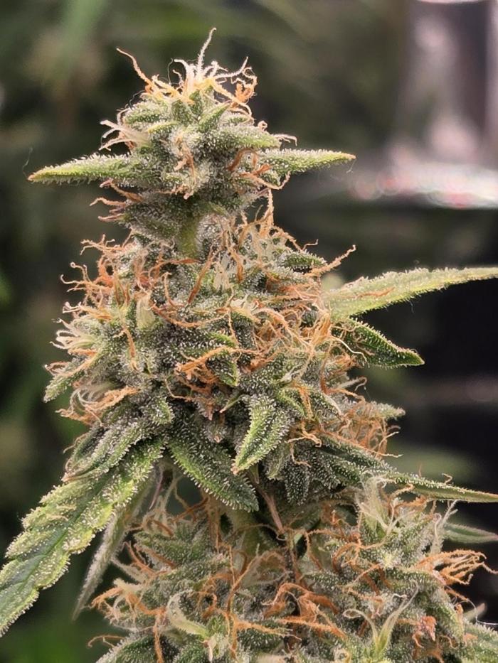 New start. Week 1 - Not bad considering 