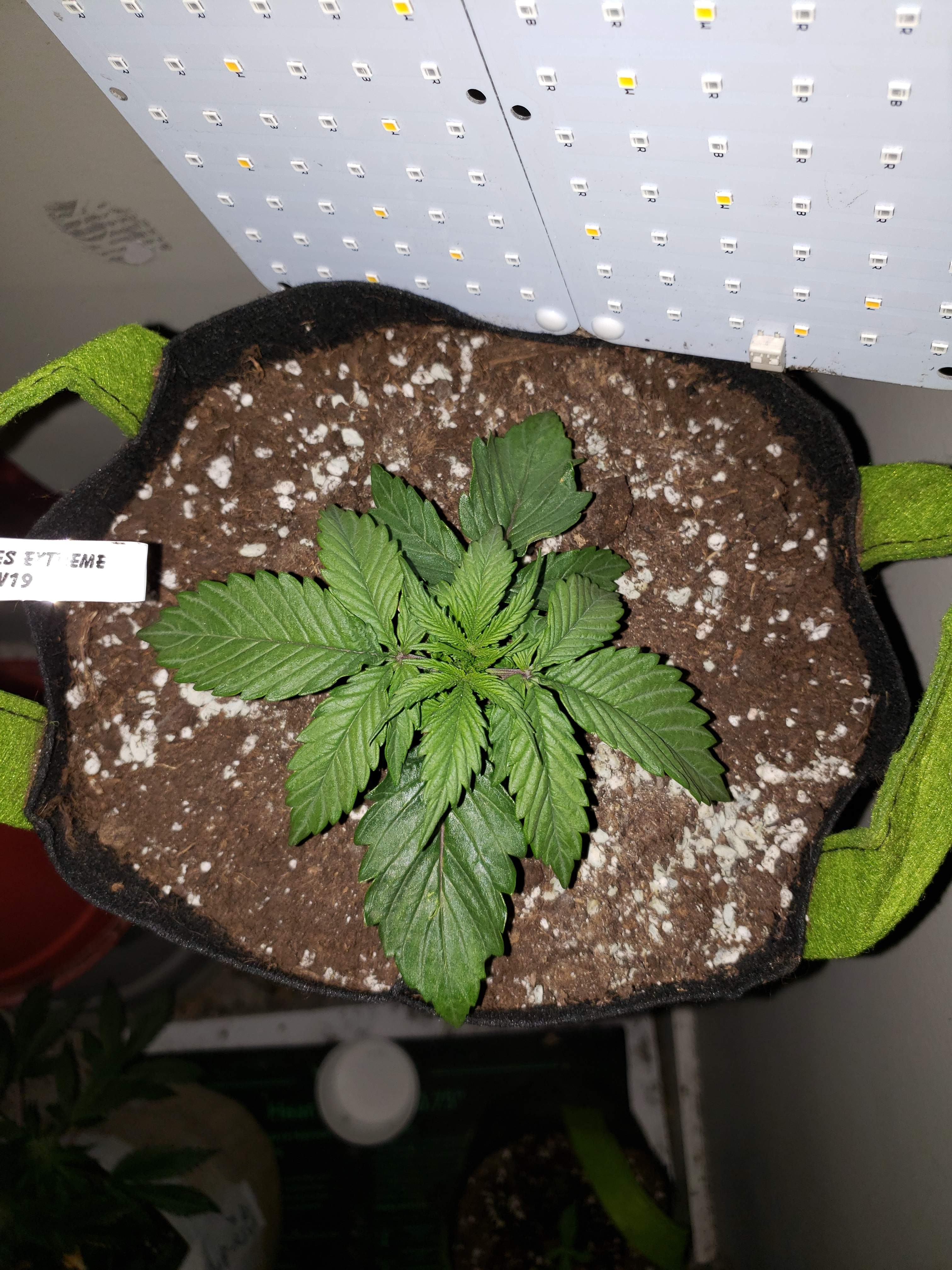 ILGM Girl Scout Cookies Extreme grow diary (journal) week3 by