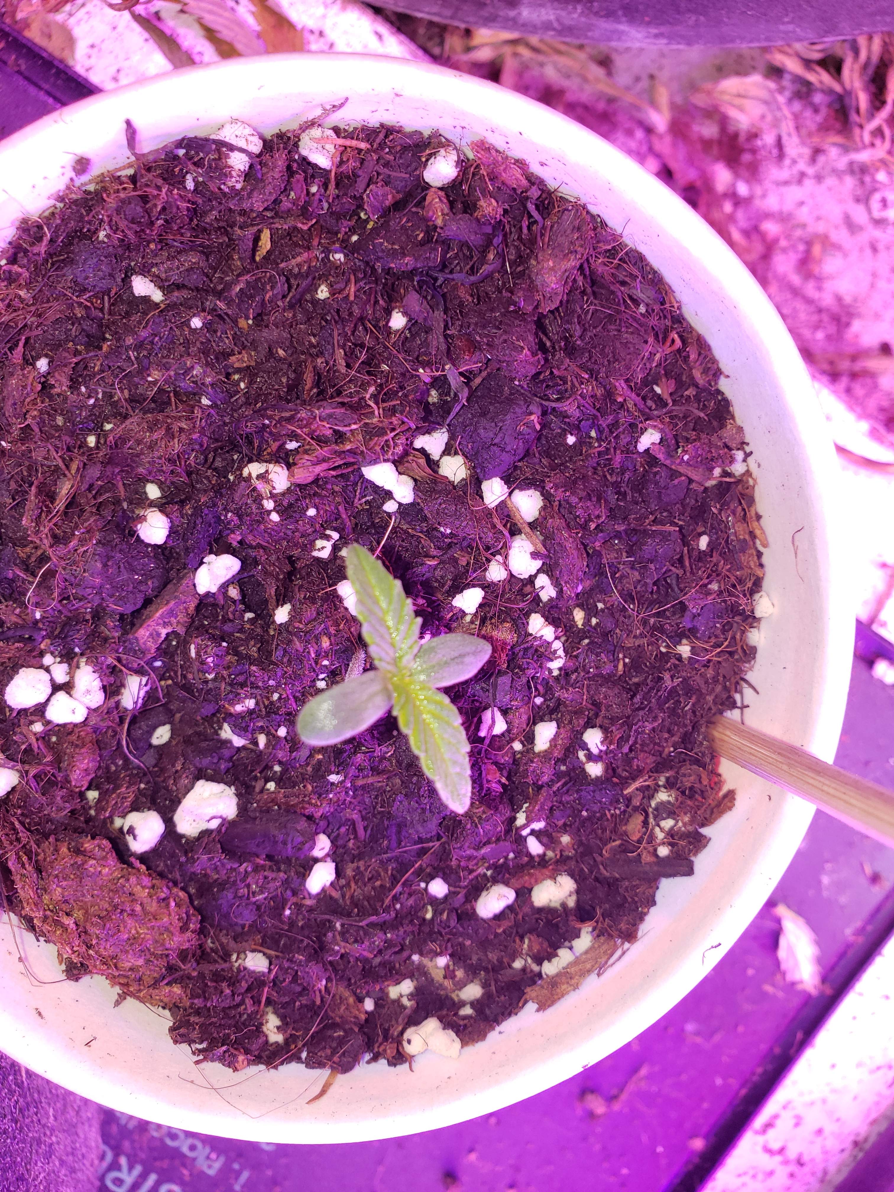 ILGM Girl Scout Cookies Extreme grow diary (journal) week1 by