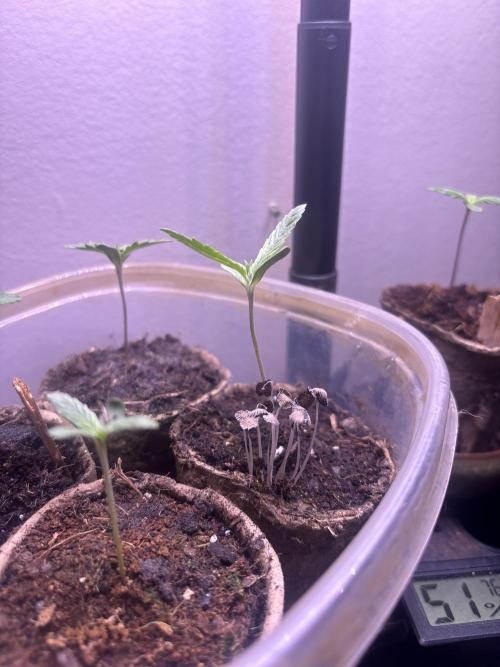 Home Growers Agri-Kultural 420 club. Week 0 - Two of my favorite on each