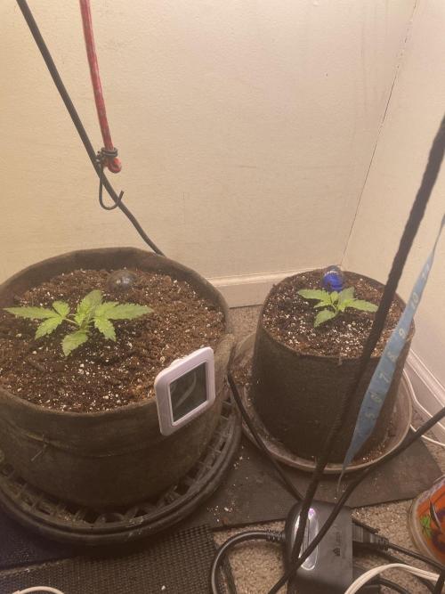 Home Growers Agri-Kultural 420 club. Week 0 - 1 week of transplant. Start of week two