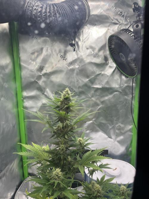 Mystery seed #2. Week 3