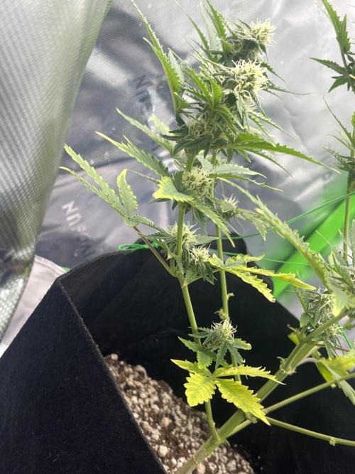 Mystery seed #2. Week 3