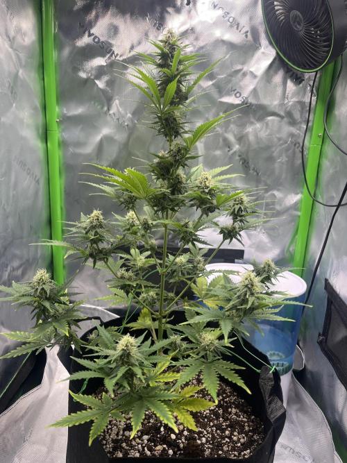 Mystery seed #2. Week 3