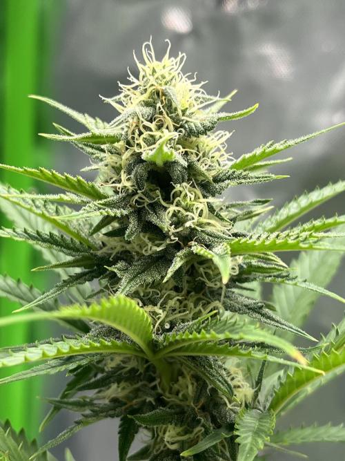 Mystery seed #2. Week 3