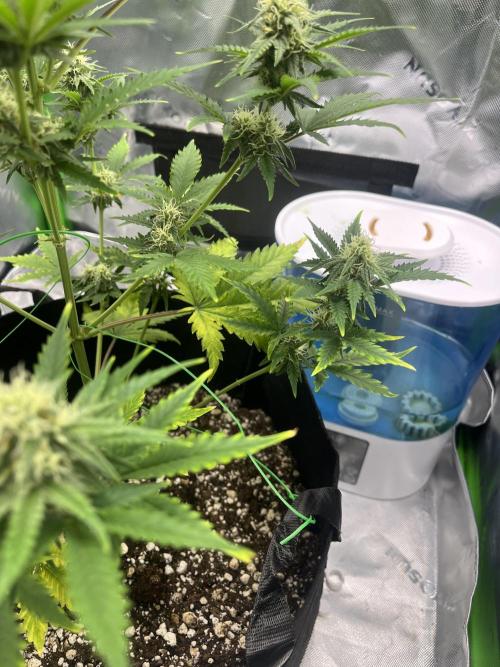 Mystery seed #2. Week 3