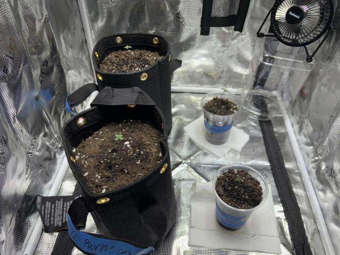 First grow. Week 0 - Day 1