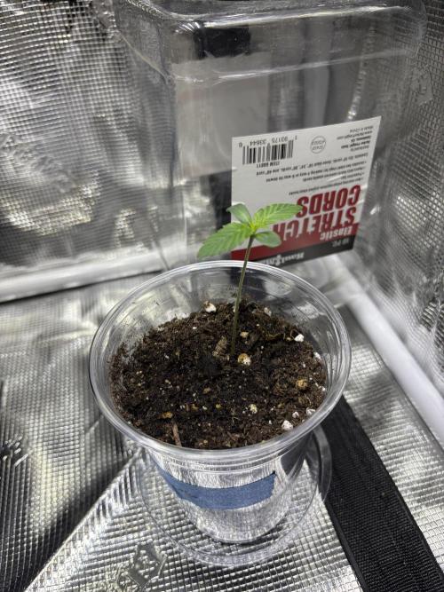 First grow. Week 0 - Day 5 toofless alien in purple cow organic