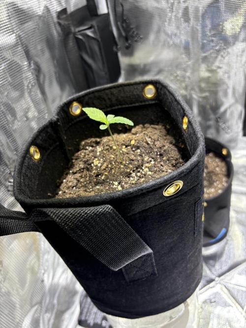 First grow. Week 0 - Day 5 cannacheese in purple cow organic