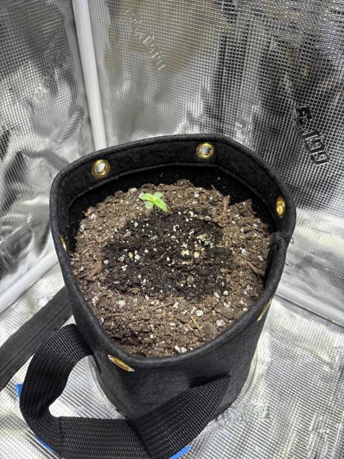 First grow. Week 0 - Day 5 toofless alien in happy frog