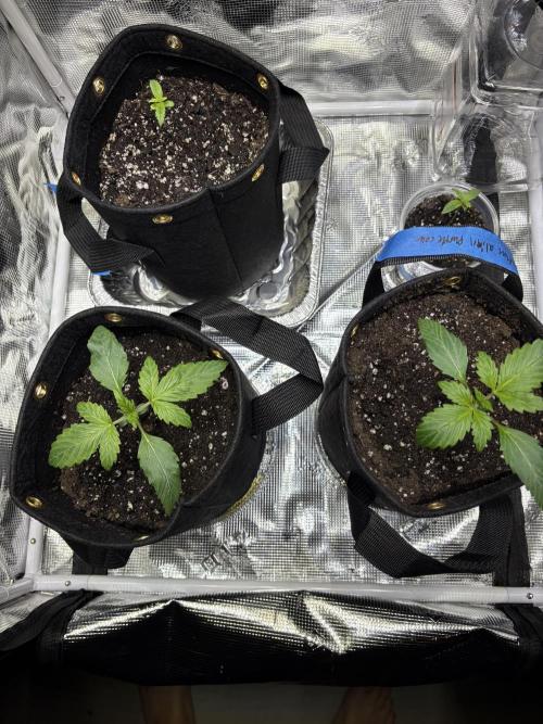 First grow. Week 1 - 1/9