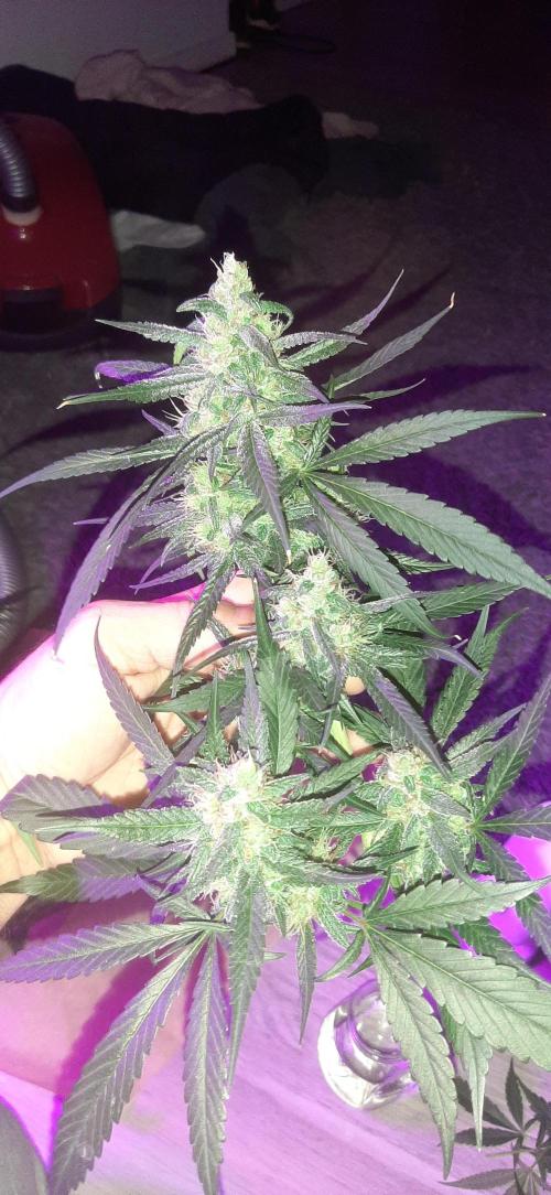 STRAWBERRY GORILLA. Week 8 - Main cola separat flush 